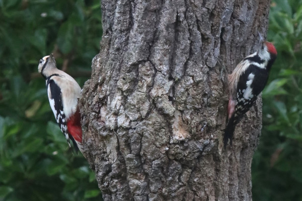 Pic épeiche (Dendrocopos major) à gauche et pic mar (Leiopicus medius) à droite © Jean Lesourd
